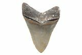 Serrated, 4.12" Fossil Megalodon Tooth - North Carolina - #202189-1